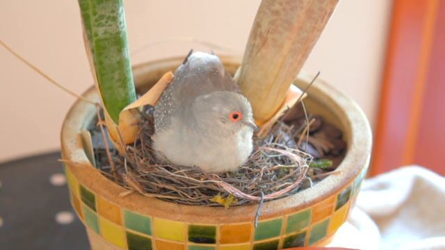 DIAMOND DOVES Lay Eggs, Babies Hatch — Update 018 смотреть онлайн