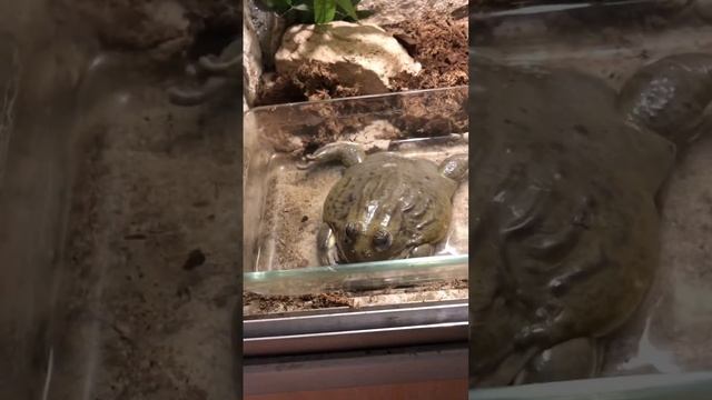 Лягухи и жабы едят все что поместится в их рот #животные #лягушка #жаба #стив #рептилоид #крыса смотреть онлайн