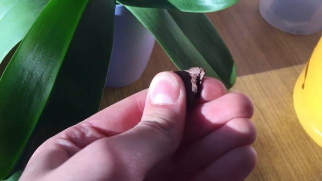 Догляд за орхідеями після цвітіння