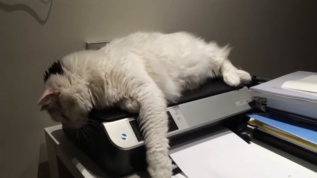 Lucas en la impresora смотреть онлайн