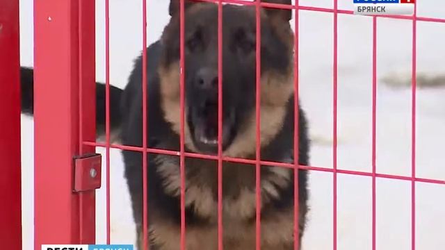 В Брянске открыли Центр разведения служебных собак смотреть онлайн
