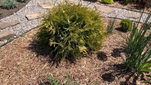 Хвойные-карлики в ландшафте. Карликовая туя.