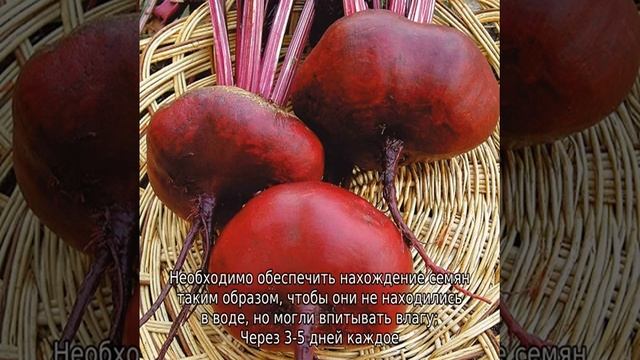 Семена свеклы: лучшие сорта для открытого грунта смотреть онлайн
