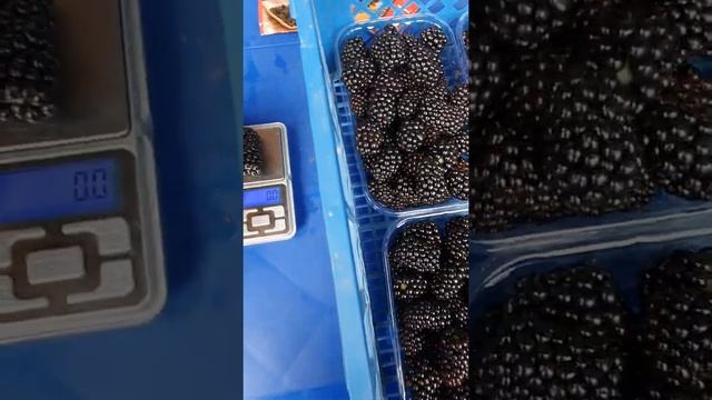 Ежевика сорт Натчес на 4.07.2021 год. смотреть онлайн