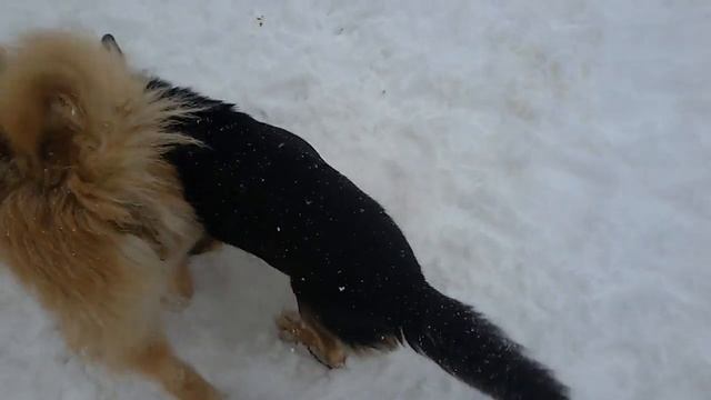 Дикуша сидит в сугробе смотреть онлайн