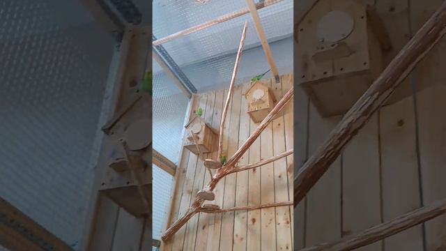 Поездка в Зоопарк "Лесное Посольство" смотреть онлайн