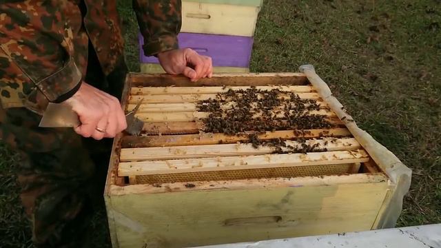 24 декабря, ищу расплод, получаю пчелоужаления смотреть онлайн