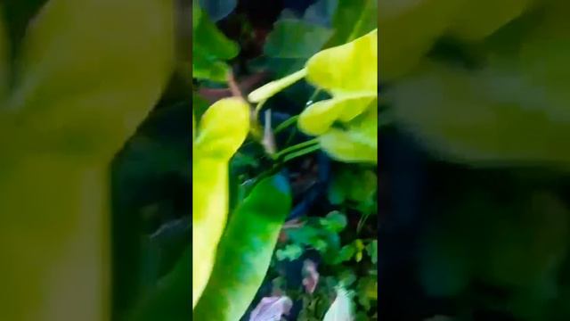 Philodendron Golden Calkins смотреть онлайн