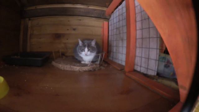 ПРИЮТ «НИКА», ЗЕЛЕНОГРАД. SOS. ИМ НУЖНА НАША ПОМОЩЬ. Часть 2 смотреть онлайн