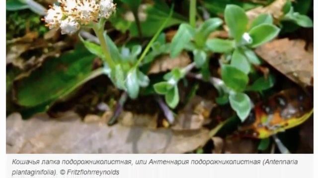 Антеннария, или Кошачья лапка неприхотливый почвопокровник смотреть онлайн