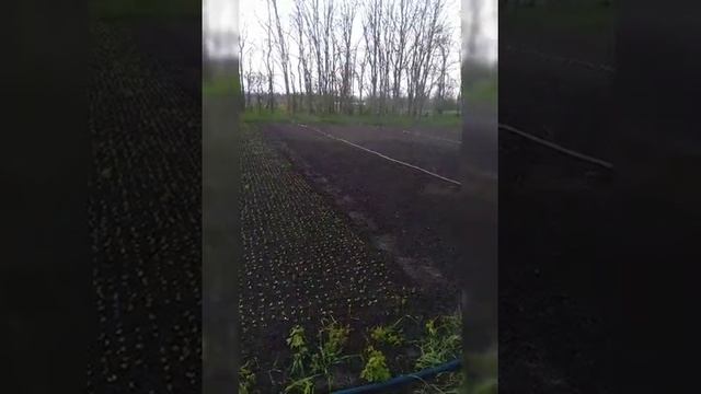 Посадка редиса в открытый грунт,несколько тонкостей. смотреть онлайн