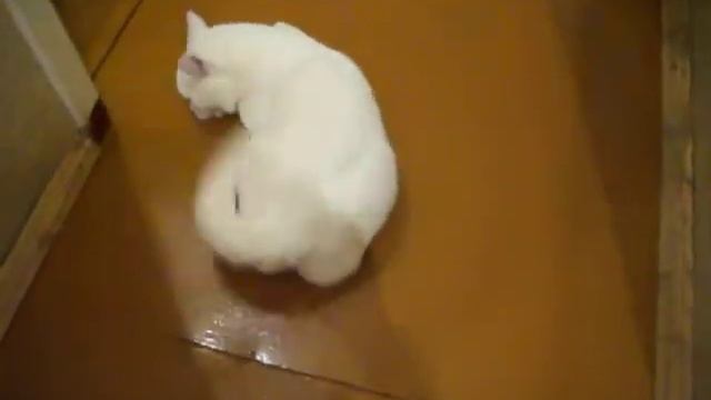 кот Ёрик и его реакция на запах хлорки смотреть онлайн