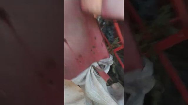 Уборка молодой картошки комбайном JUKO смотреть онлайн