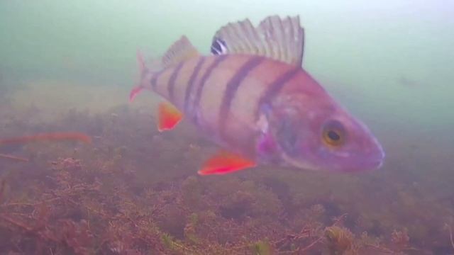 Где живут крупные окуни? смотреть онлайн