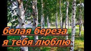 Белая береза я тебя люблю
