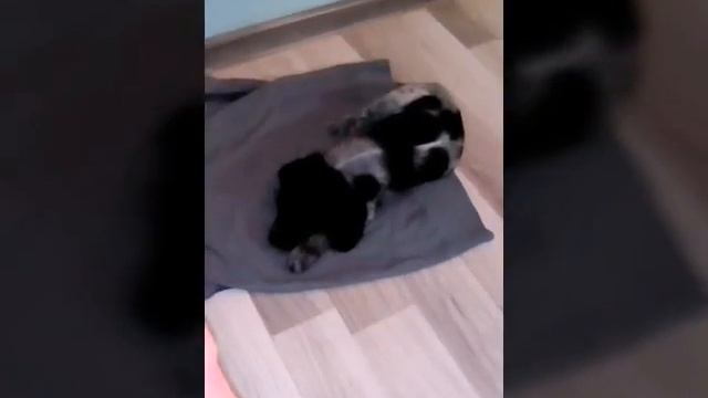 Мне купили щенка. (Русский спаниель) смотреть онлайн