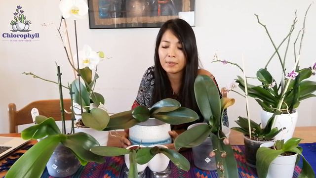 General Orchid care | Phalaenopsis from light to watering смотреть онлайн