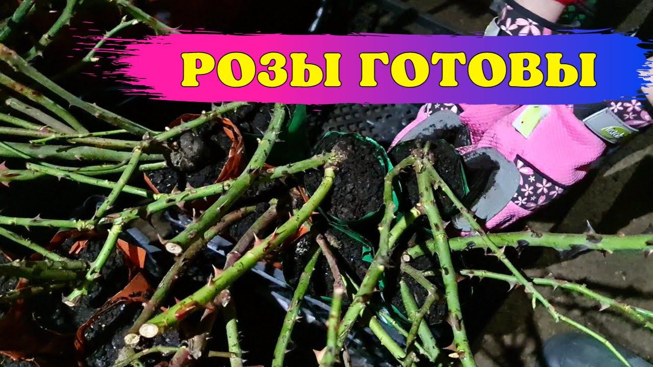 УРА! ПЕРВАЯ партия роз ГОТОВА К ОТПРАВКЕ! смотреть онлайн