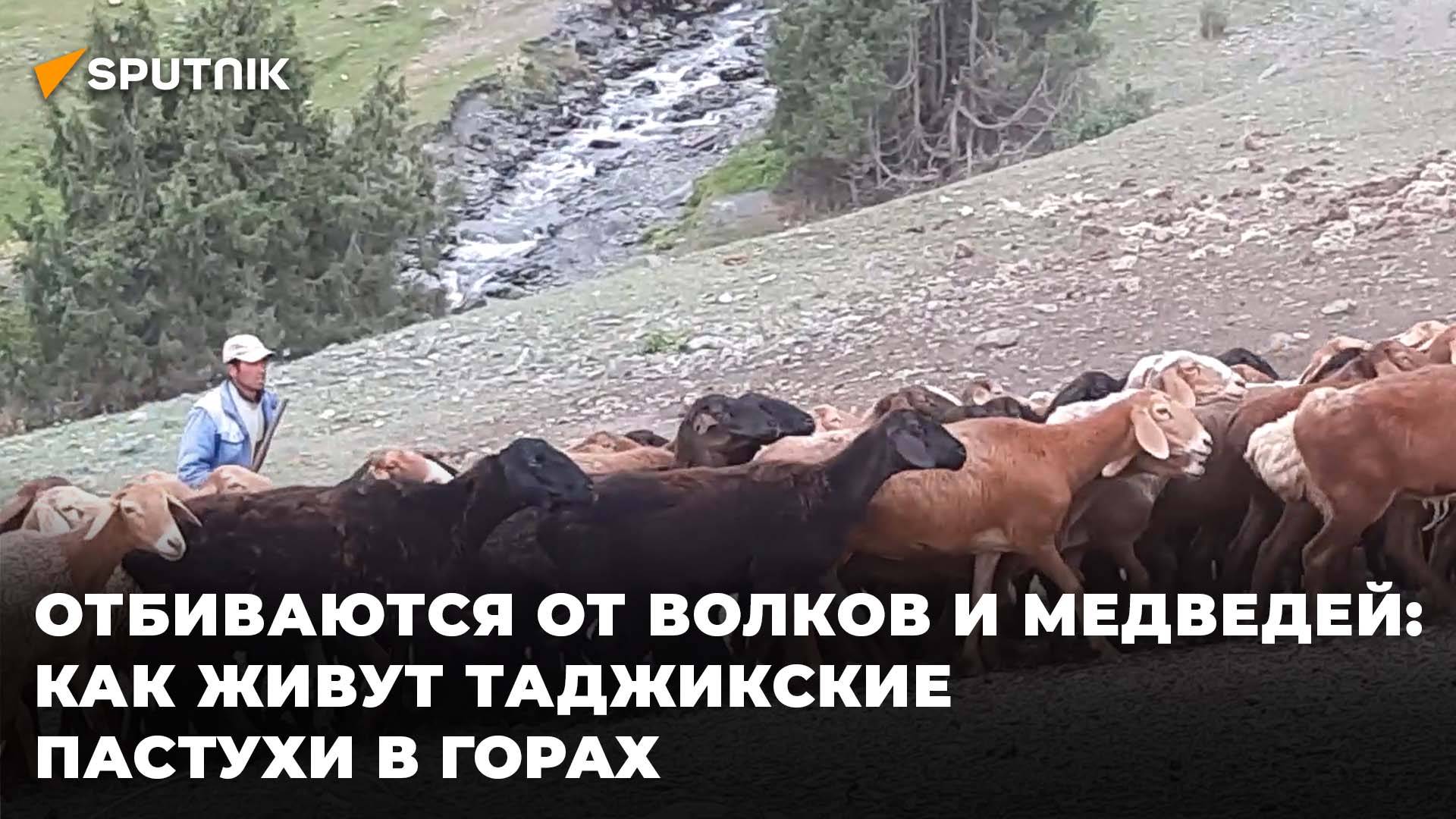 Как живут и работаю пастухи в горах Таджикистана смотреть онлайн