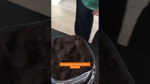 Как пересадить рассаду помидор черри? Как пикировать рассаду?как вырастить черри в квартире?