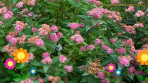 Спирея японская Дабл Плей Артист. Краткий обзор, описание spiraea japonica Double Play Artist