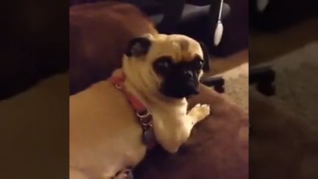 Очень смешная собака смотреть онлайн