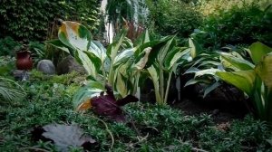 Какие хосты растут на солнце?