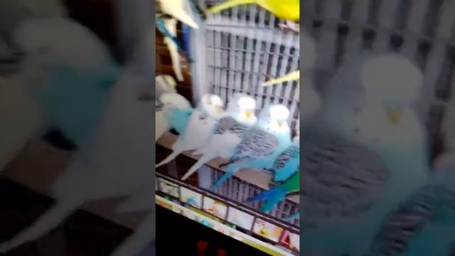 Расцветки волнистых попугаев (2 часть) смотреть онлайн