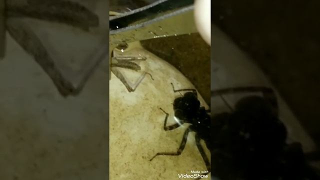 Личинка стрекозы против кузнечика смотреть онлайн