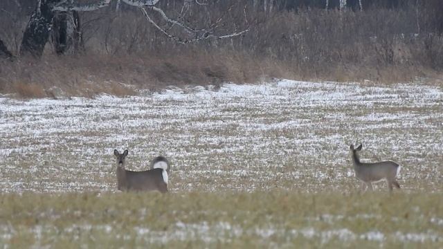 Ноябрьские косули смотреть онлайн