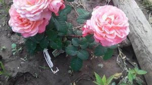 Роза хот чоколэт 01.06.22