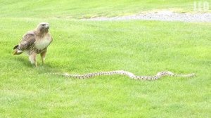 САМЫЕ ЖУТКИ НАПАДЕНИЯ ЗМЕЙ НА ЛЮДЕЙ И ЖИВОТНЫХ, От Которых Ты Офигеешь