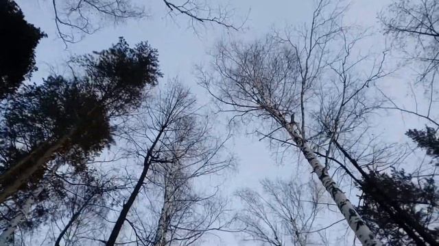 Уральский зимний лес :) смотреть онлайн