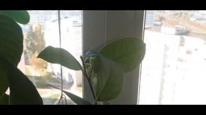 Как вырастить плодоносящее дерево ЛИМОНА! Что нужно знать?! Мой опыт выращивания лимона ДОМА!