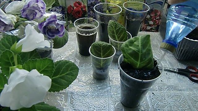?Пересадка глоксиний из торфяных таблеток. Отлично укоренились??How to grow gloxinia part №23 смотреть онлайн