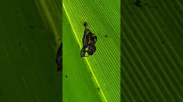 Маленькая оса смотреть онлайн