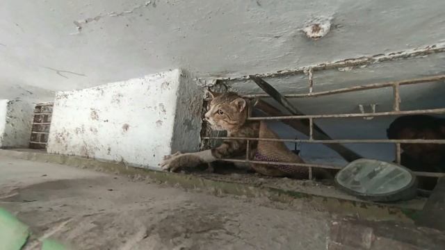 The Cat head stuck out of the iron Window in the Shop, Really Needed Help смотреть онлайн