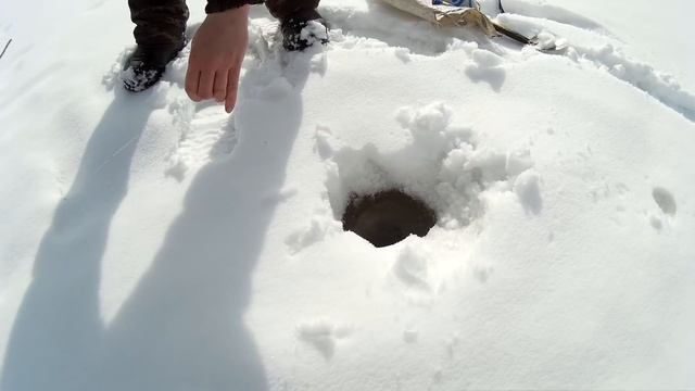 Рыбалка на Дону! ЛОВЛЯ ЦАРСКОЙ РЫБЫ! смотреть онлайн