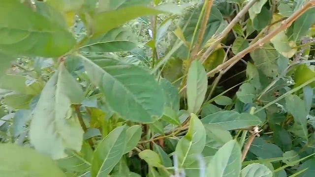 Flower & plants review || Kans grass || Blue fountain bush || vlog- 59 || Paromita Pori смотреть онлайн