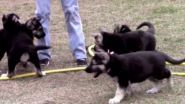 Щенки ВЕО питомника 