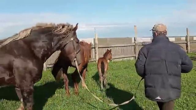 ЖЕРЕБЕЦ покрывает кабылу второй день смотреть онлайн