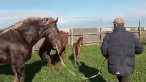 ЖЕРЕБЕЦ покрывает кабылу второй день