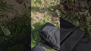 похороны кошки