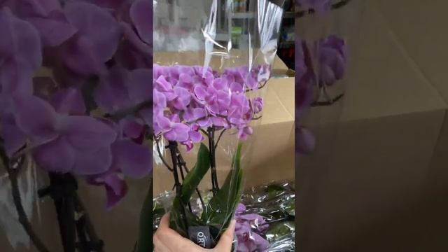 Свіжа поставка орхідей 26.02.2023 смотреть онлайн