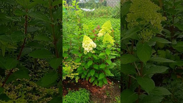 Зацветают метельчатые гортензии смотреть онлайн