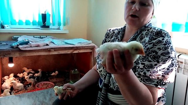 Причины отставания цыплят в росте. Давайте разбираться. смотреть онлайн