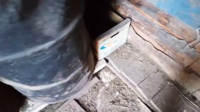 Курочки ложатся спать 🐔🐓 смотреть онлайн