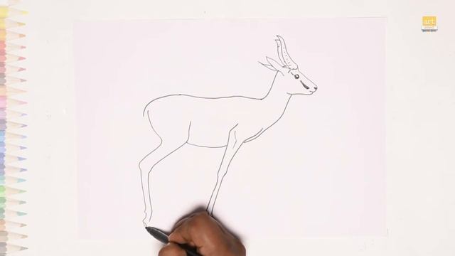 Springbok drawing | How to draw Springbok / antelope drawing step by step | drawing tutorials| #art смотреть онлайн