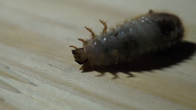Нашествие личинок. Вот что бывает когда приютишь пару бронзовок. [Larvae Cetonia aurata] смотреть онлайн