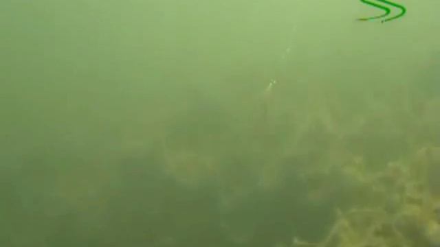 Ловля щуки осенью Imakatsu OSP смотреть онлайн